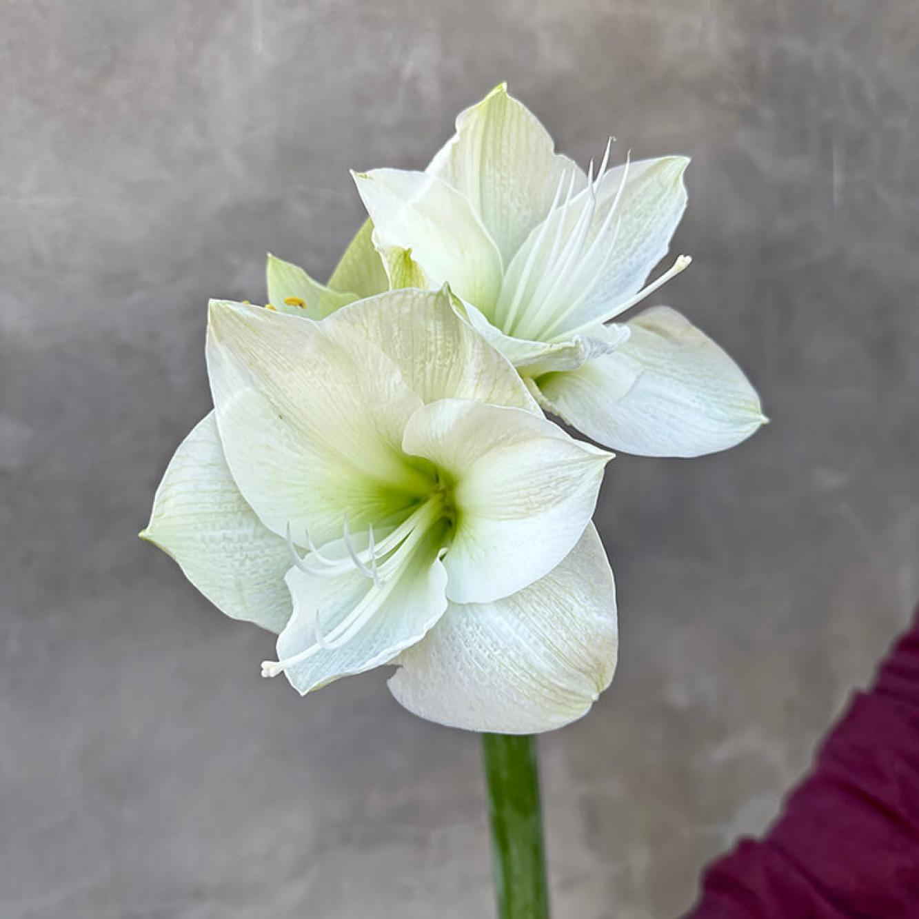 Amaryllis - "Casablanca"