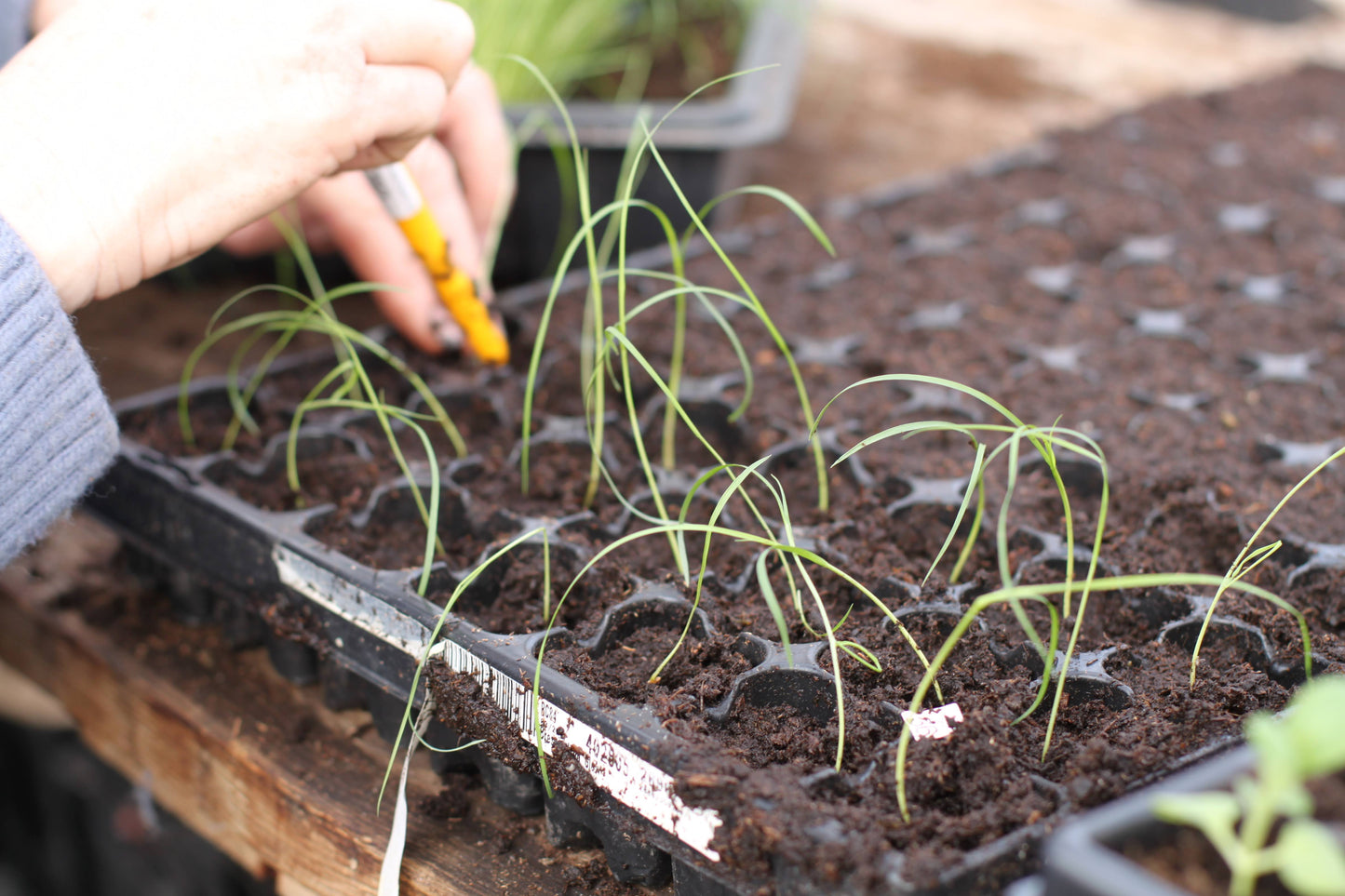 Spirer og stiklinger. Kurs 24 Mars 2026