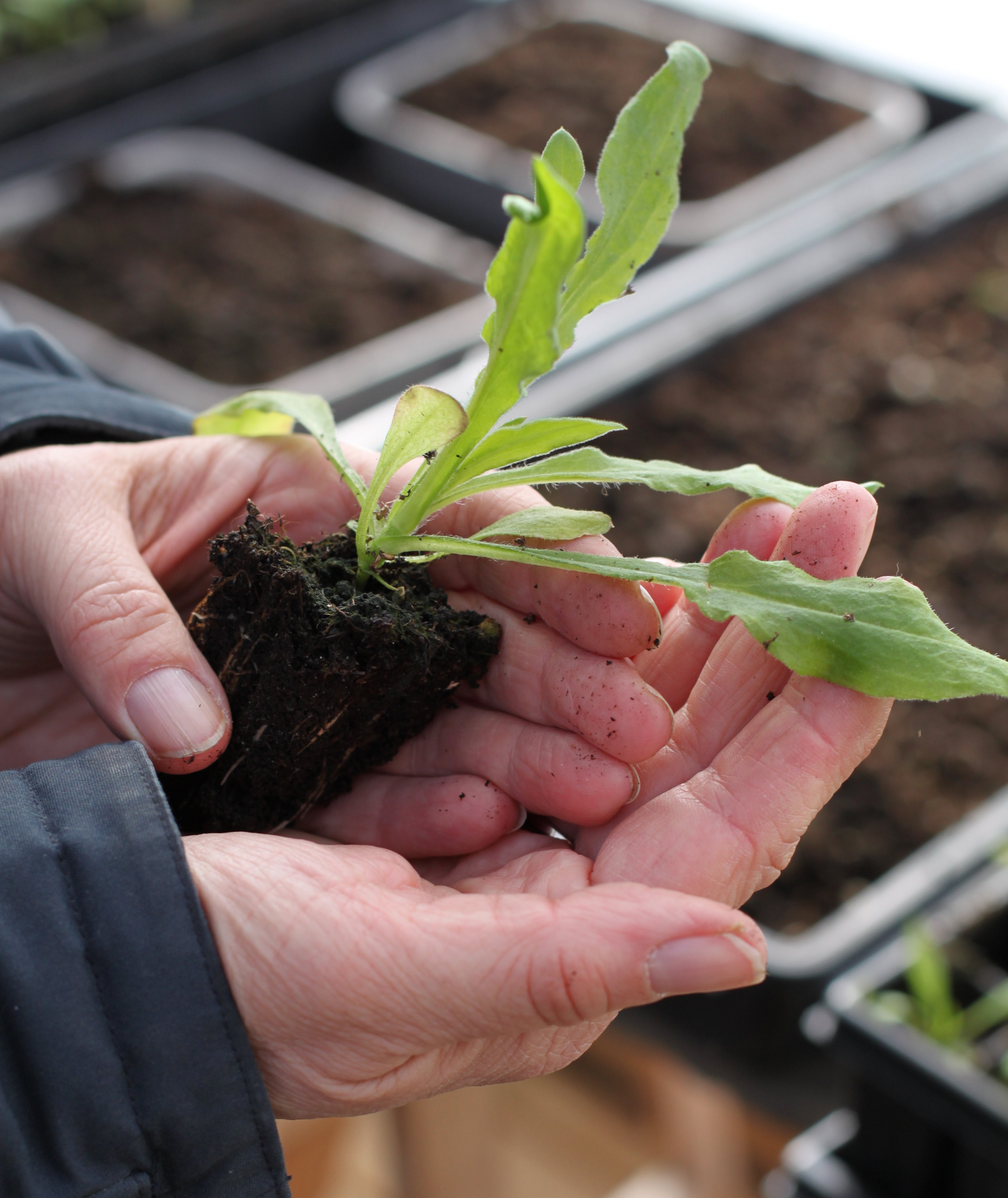 Medlemskap Oslo Blomsterverksted