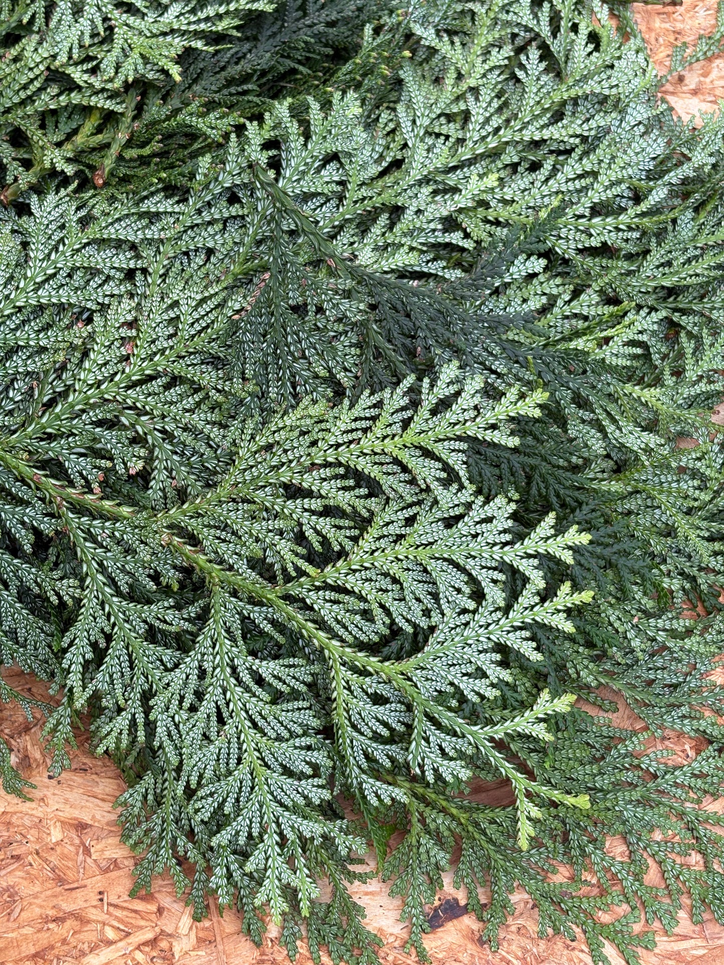 Materialpose - voksthuja