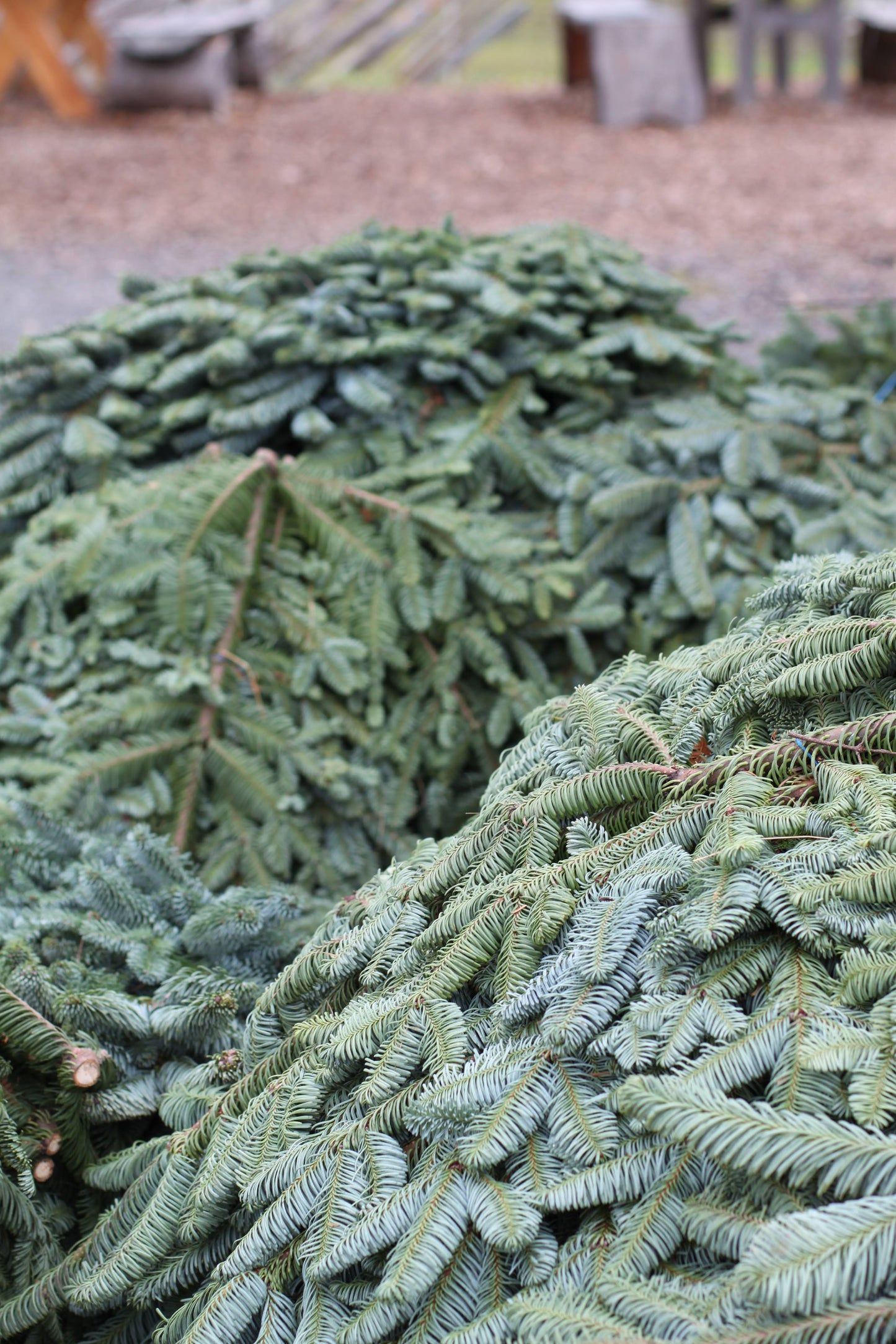 Edelgran, stor bunt. Blå