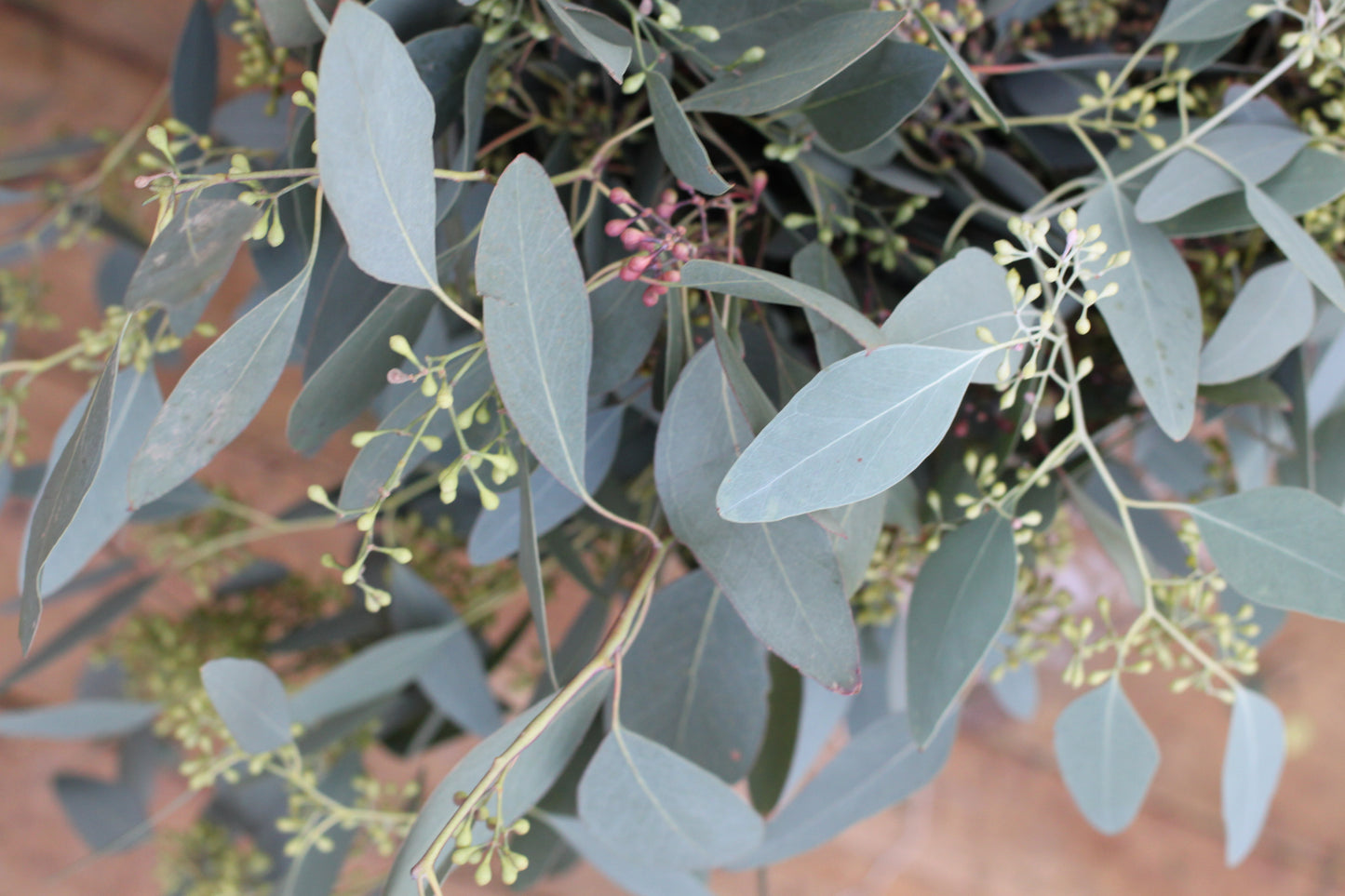Eucalyptus - "Populus"