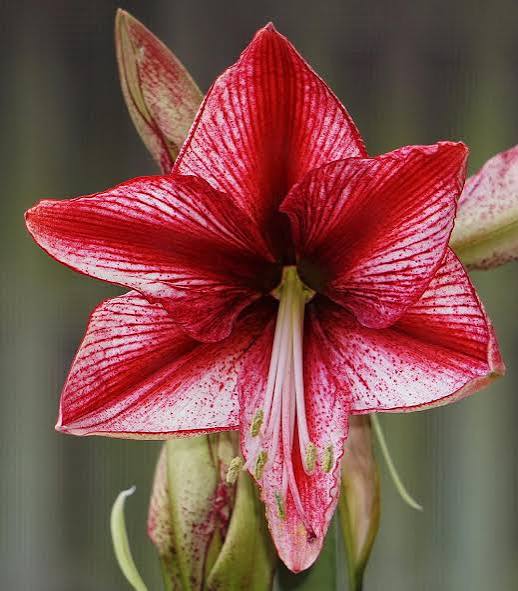 Amaryllis - "Revelation"