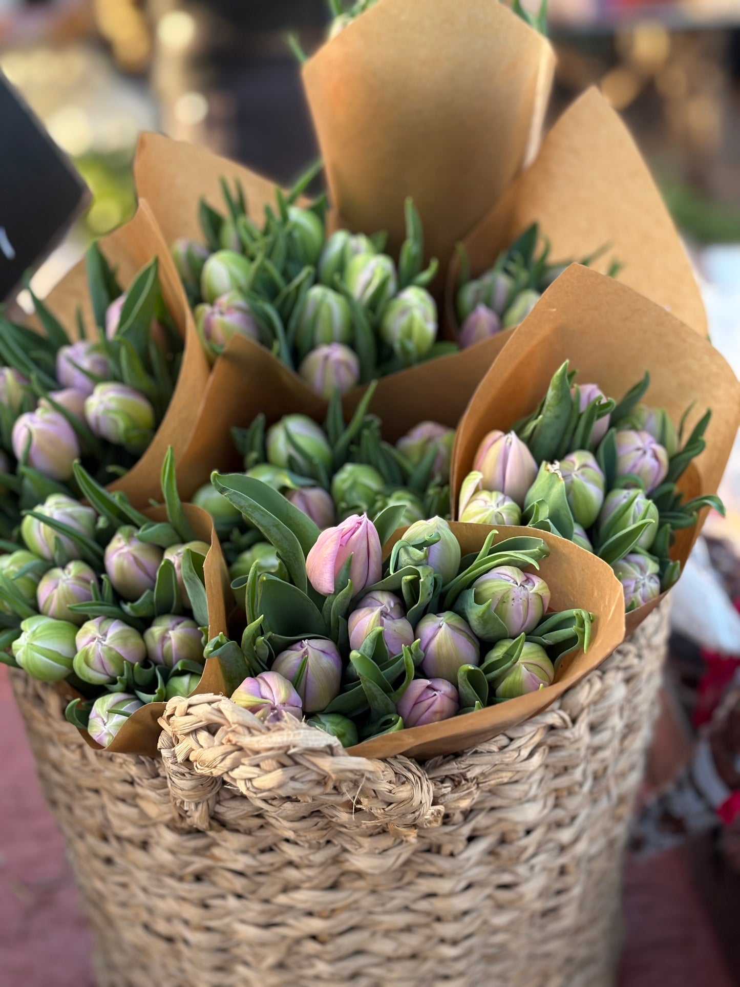 Tulipaner «Katinka»