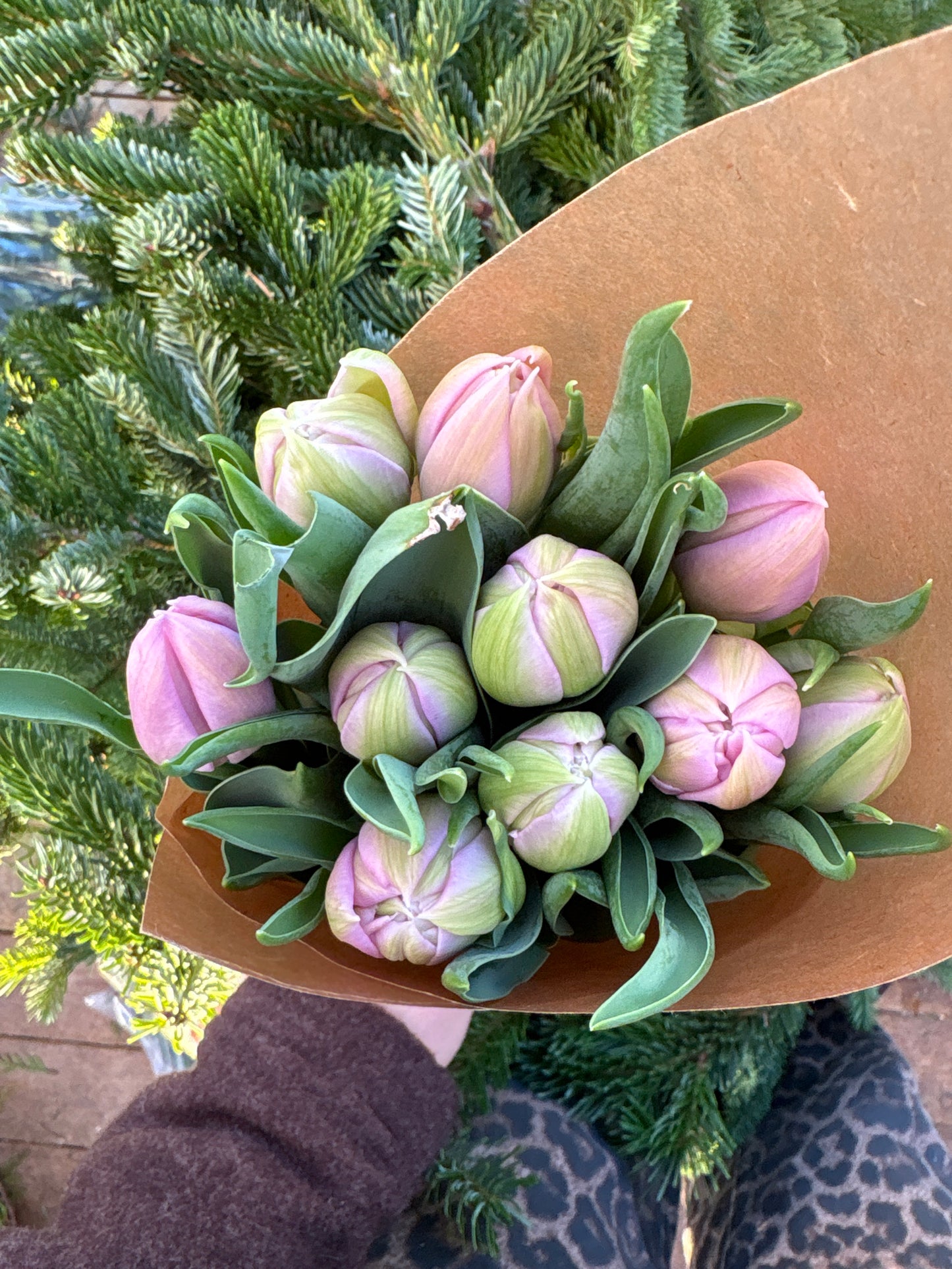 Tulipaner «Katinka»