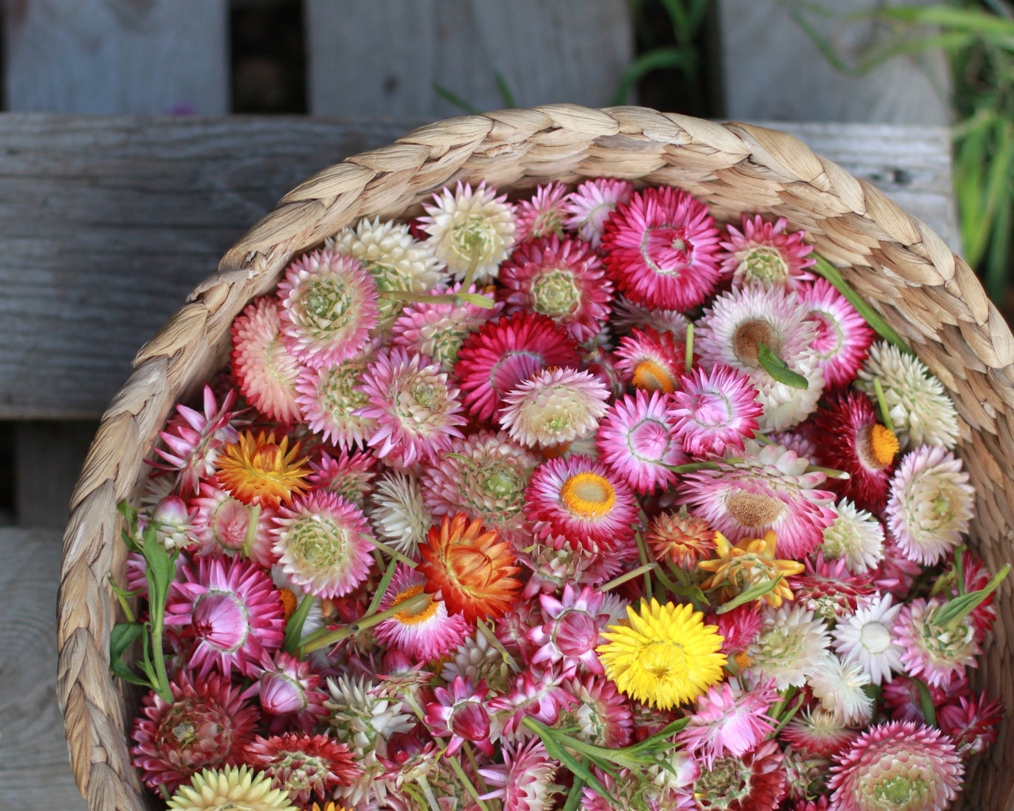 Binderi med tørkede blomster