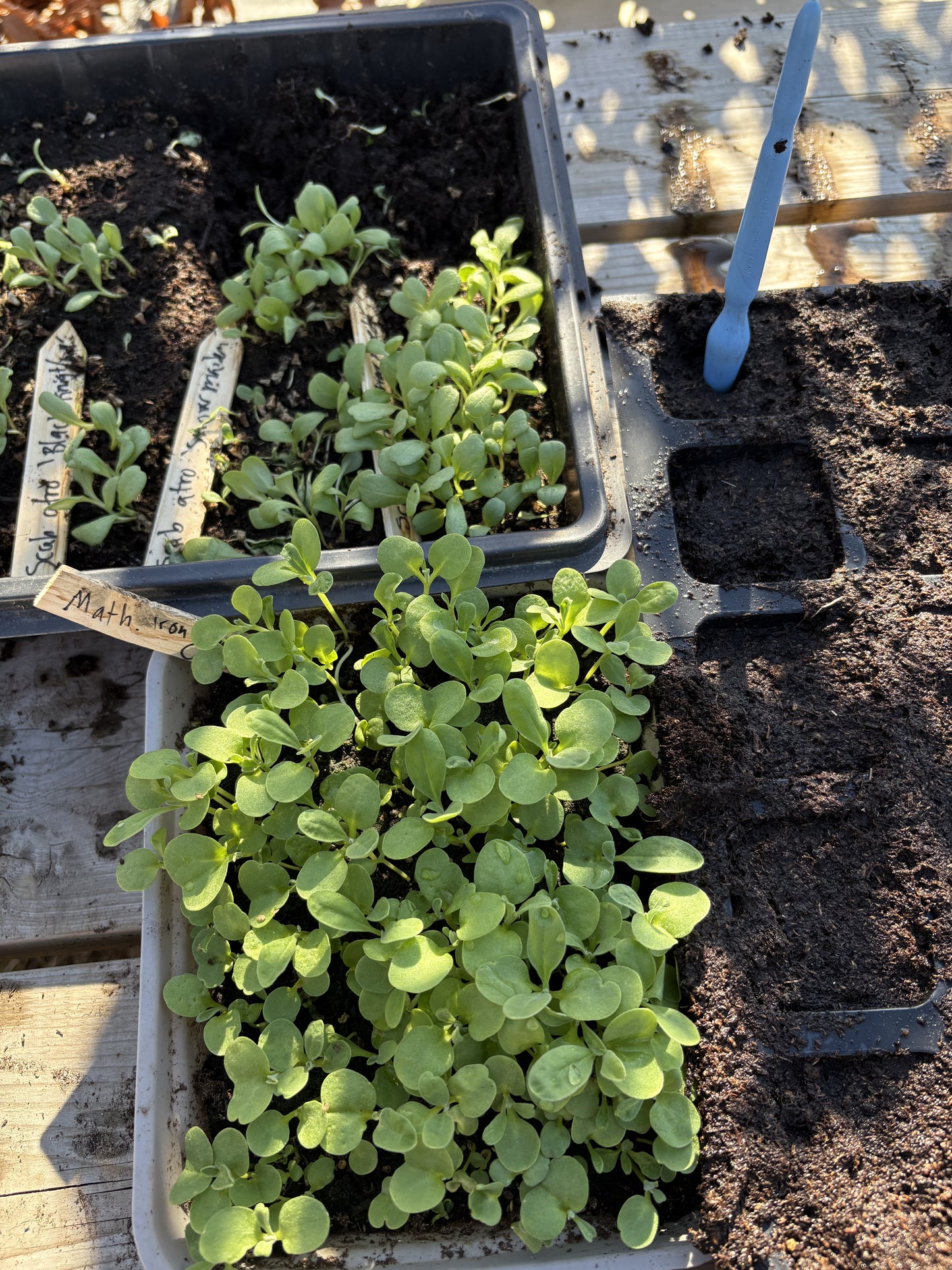 Spirer og stiklinger. Kurs 16 Mars 2026