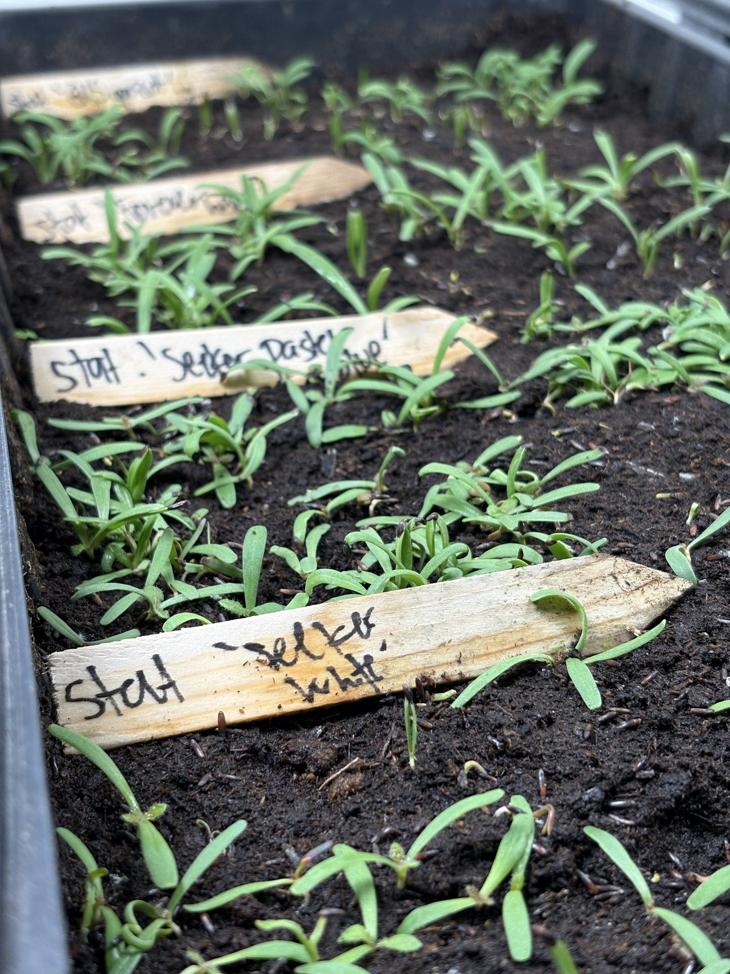 Spirer og stiklinger. Kurs 16 Mars 2026