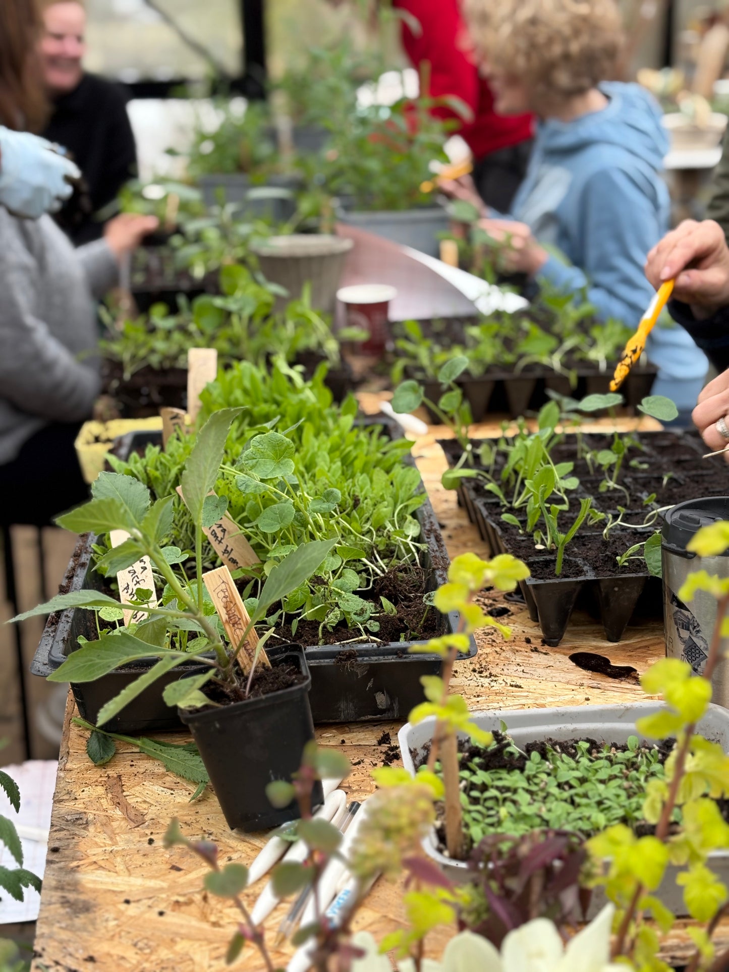 Medlemskap Oslo Blomsterverksted