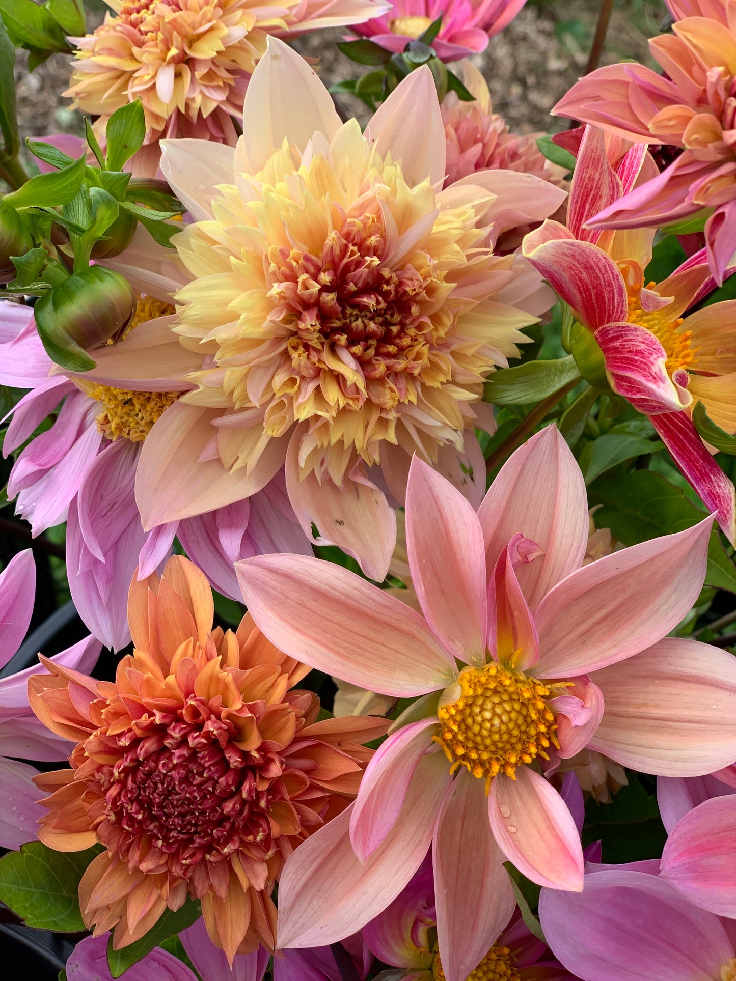 Georginekurs 21. April DAGTID