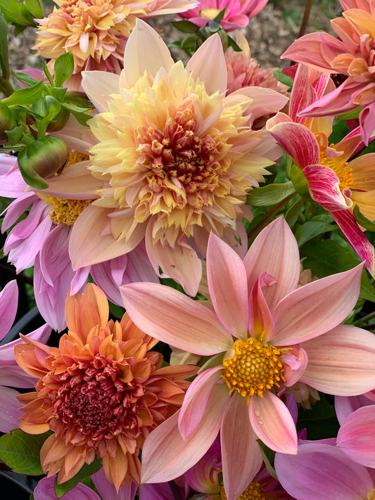 Georginekurs 21. April DAGTID