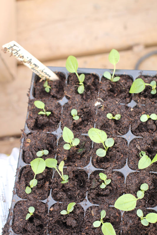 Spirer og stiklinger. Kurs 16 Mars 2026