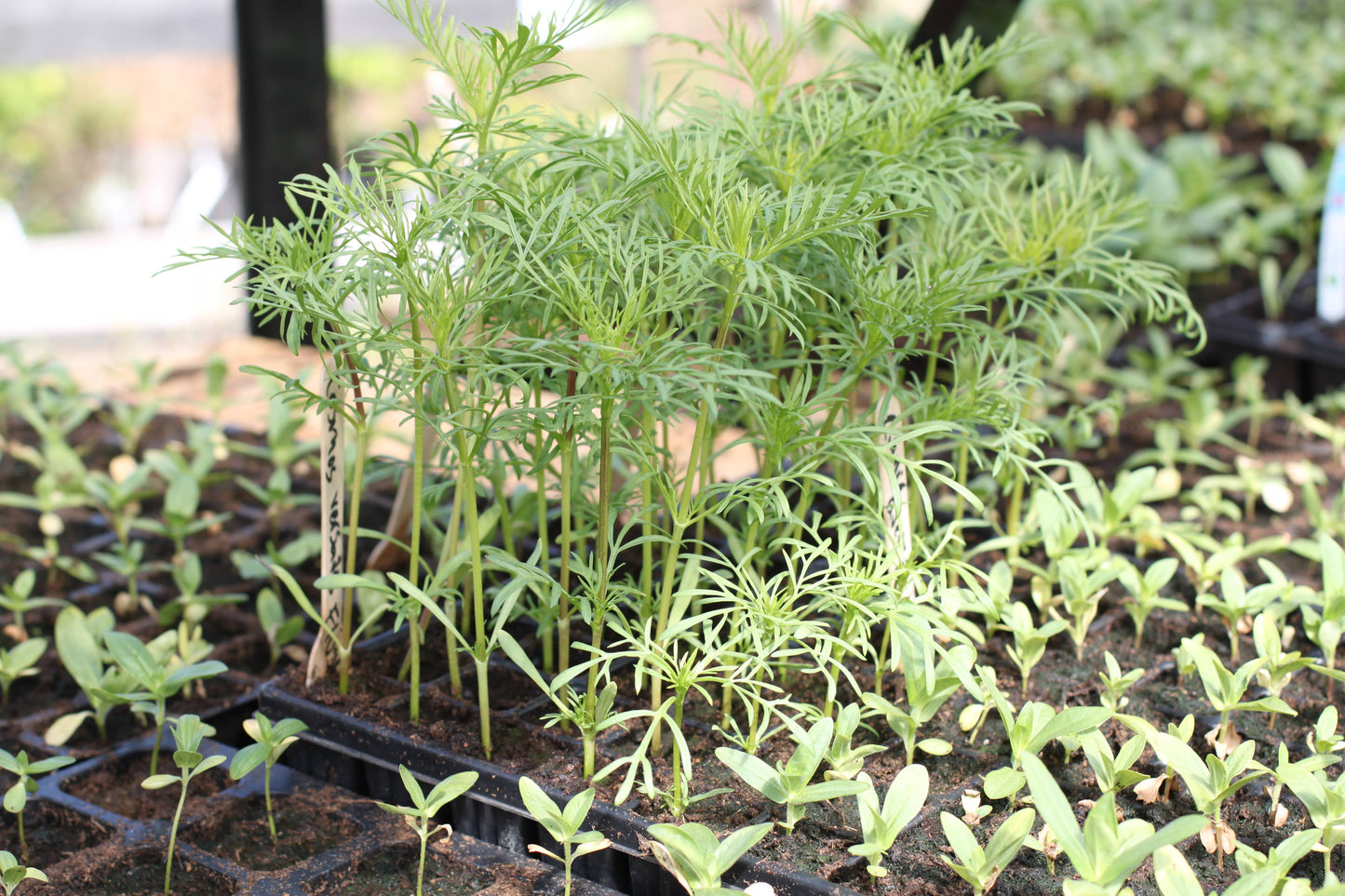 Spirer og stiklinger. Kurs 16 Mars 2026