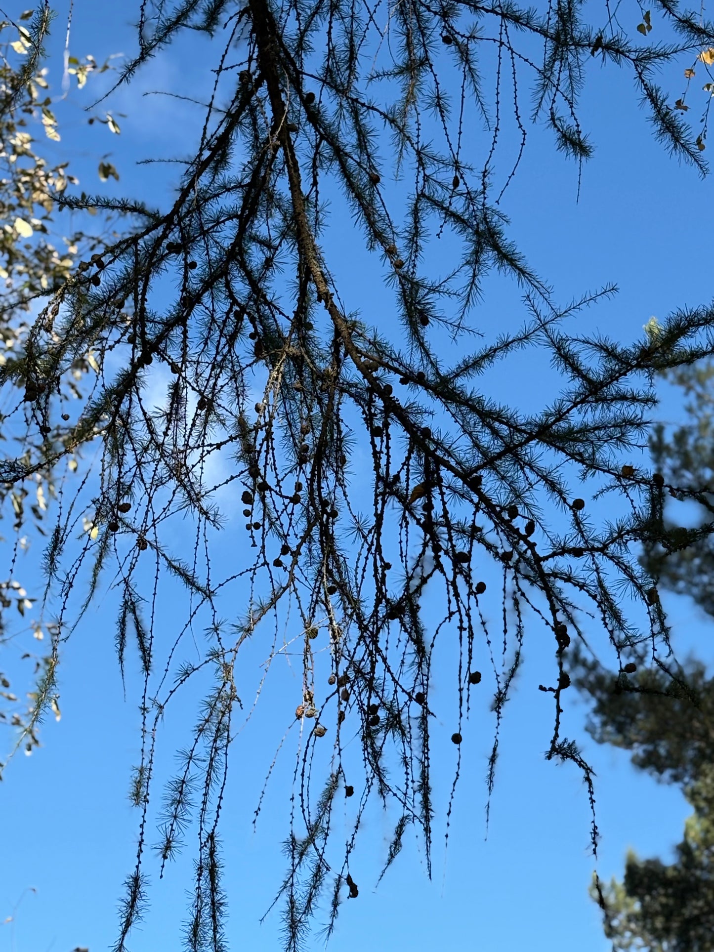 Bunt med lerkekvister