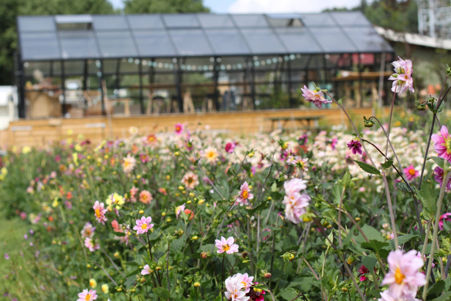 Georginekurs 21. April DAGTID