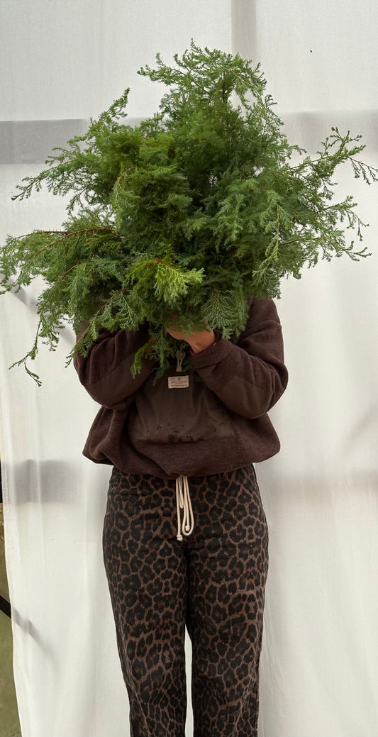 Materialpose - squarrosa