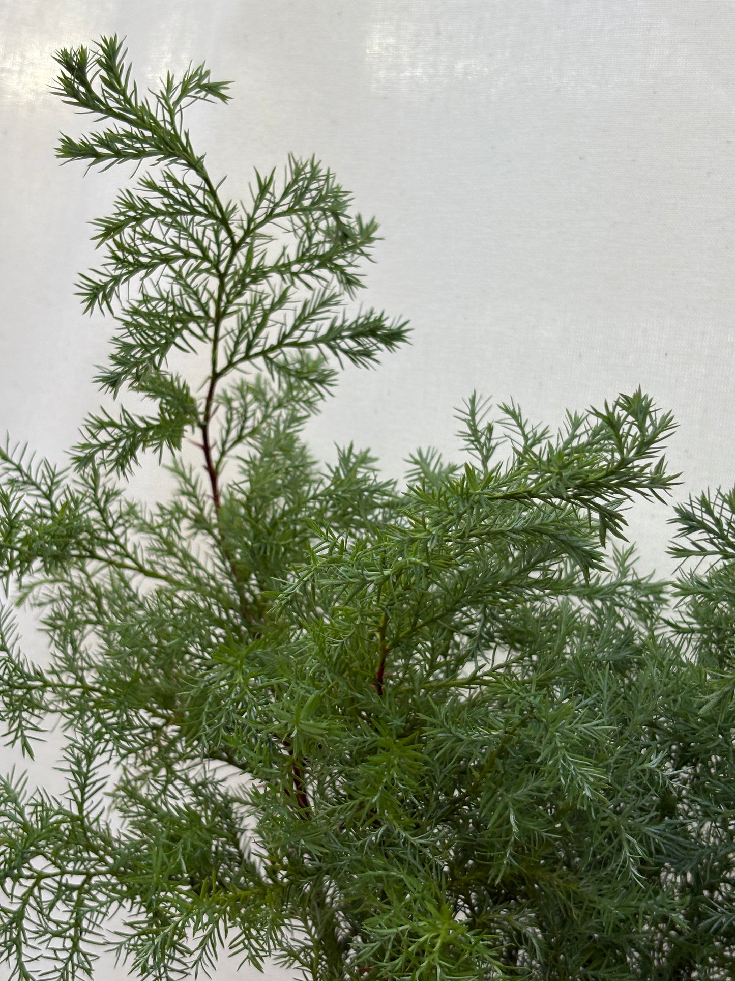 Materialpose - squarrosa