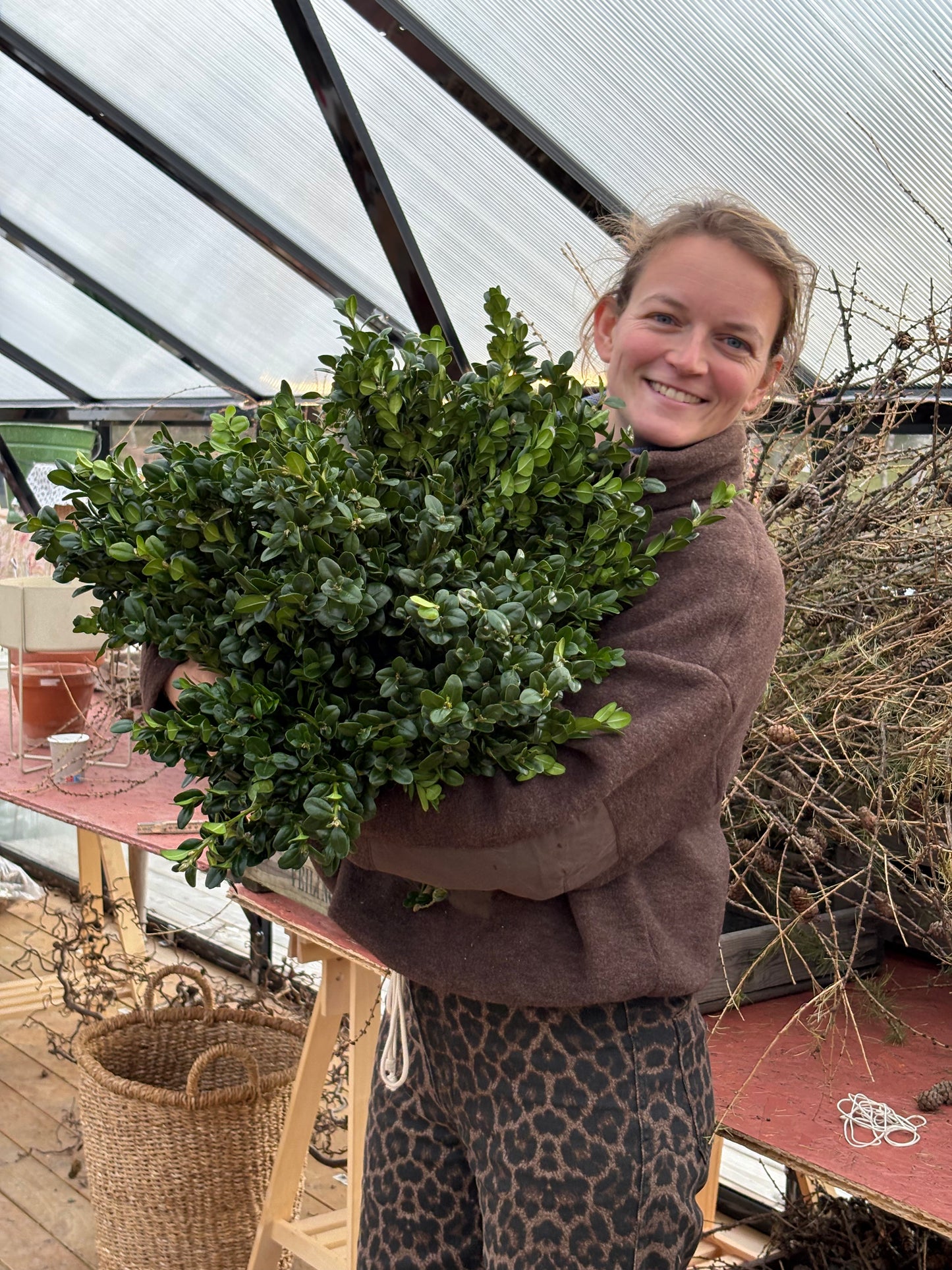 Materialpose - buksbom