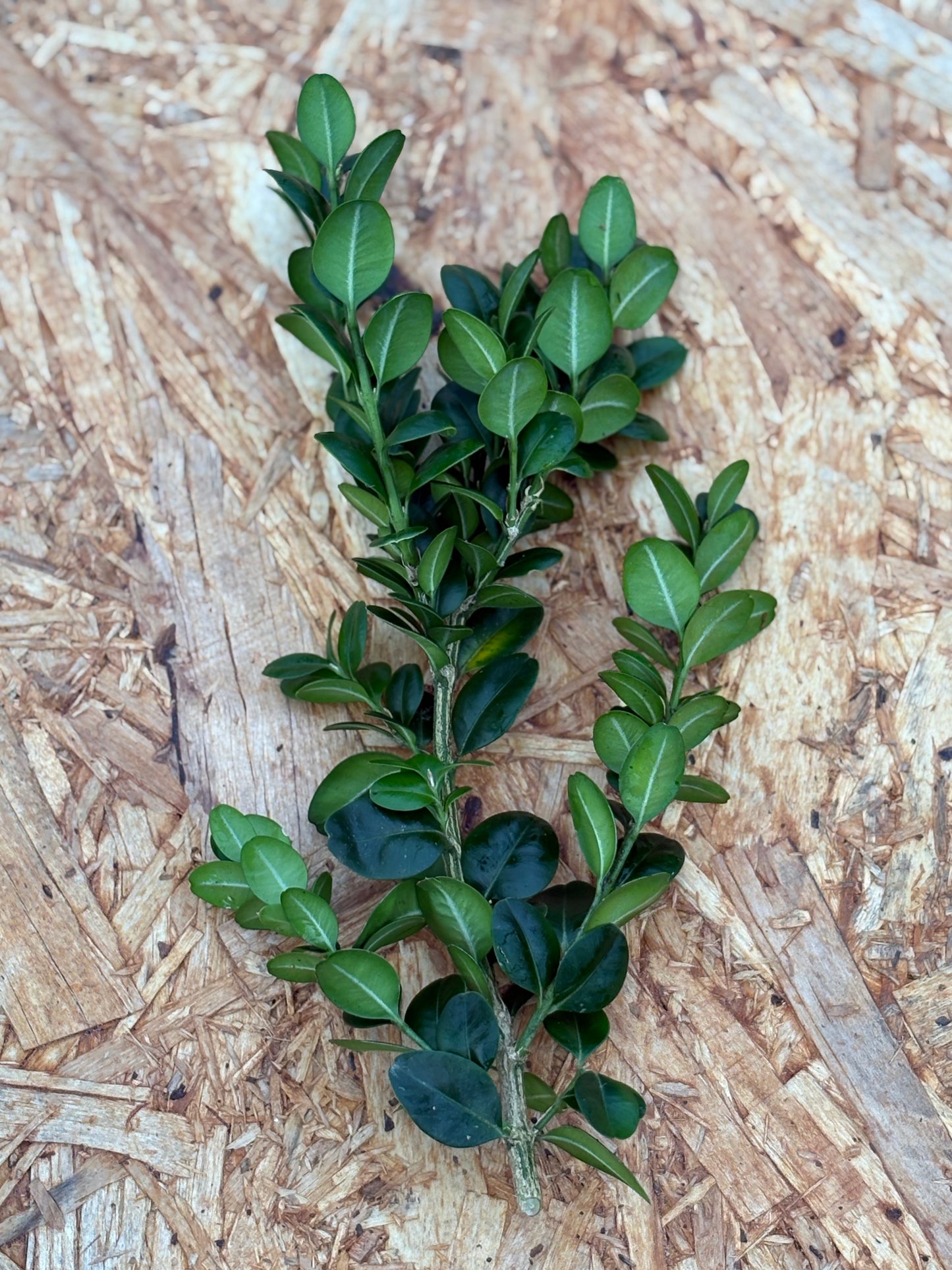 Materialpose - buksbom