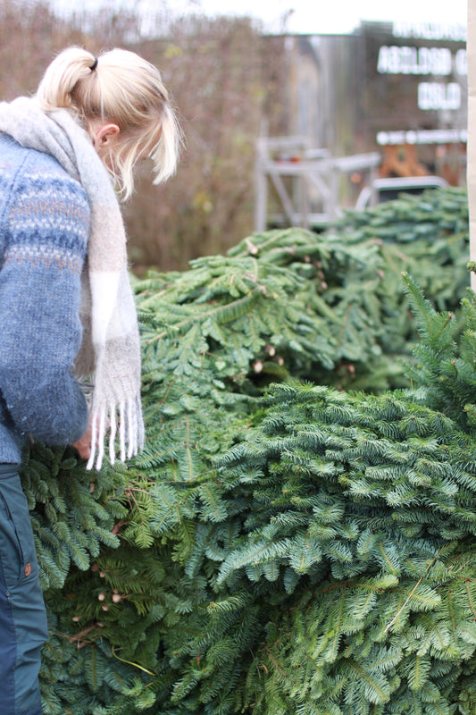 Edelgran, stor bunt. Grønn
