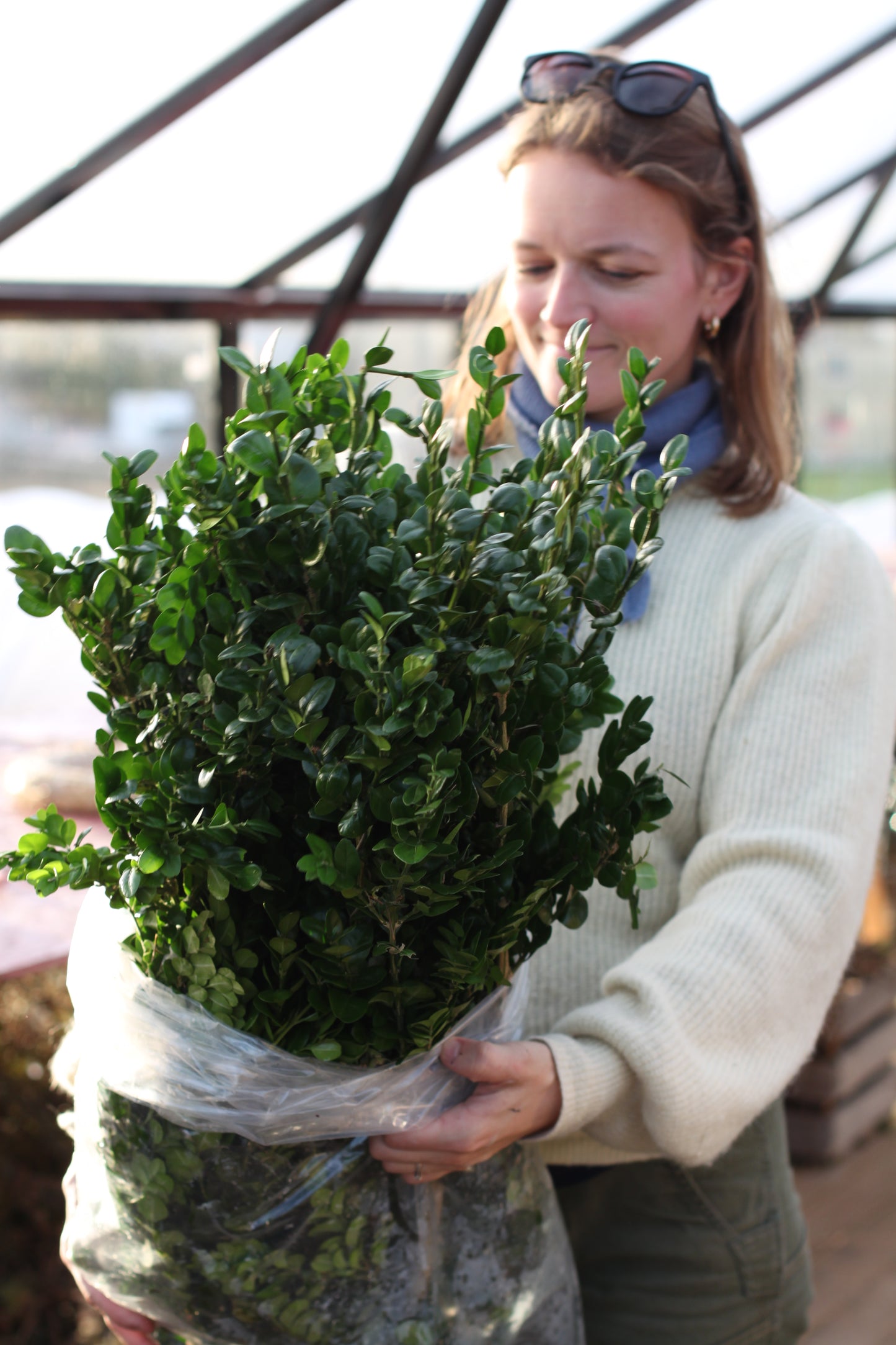 Materialpose - buksbom