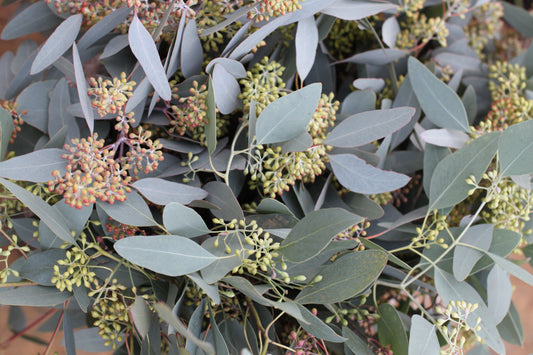 Eucalyptus - "Populus"