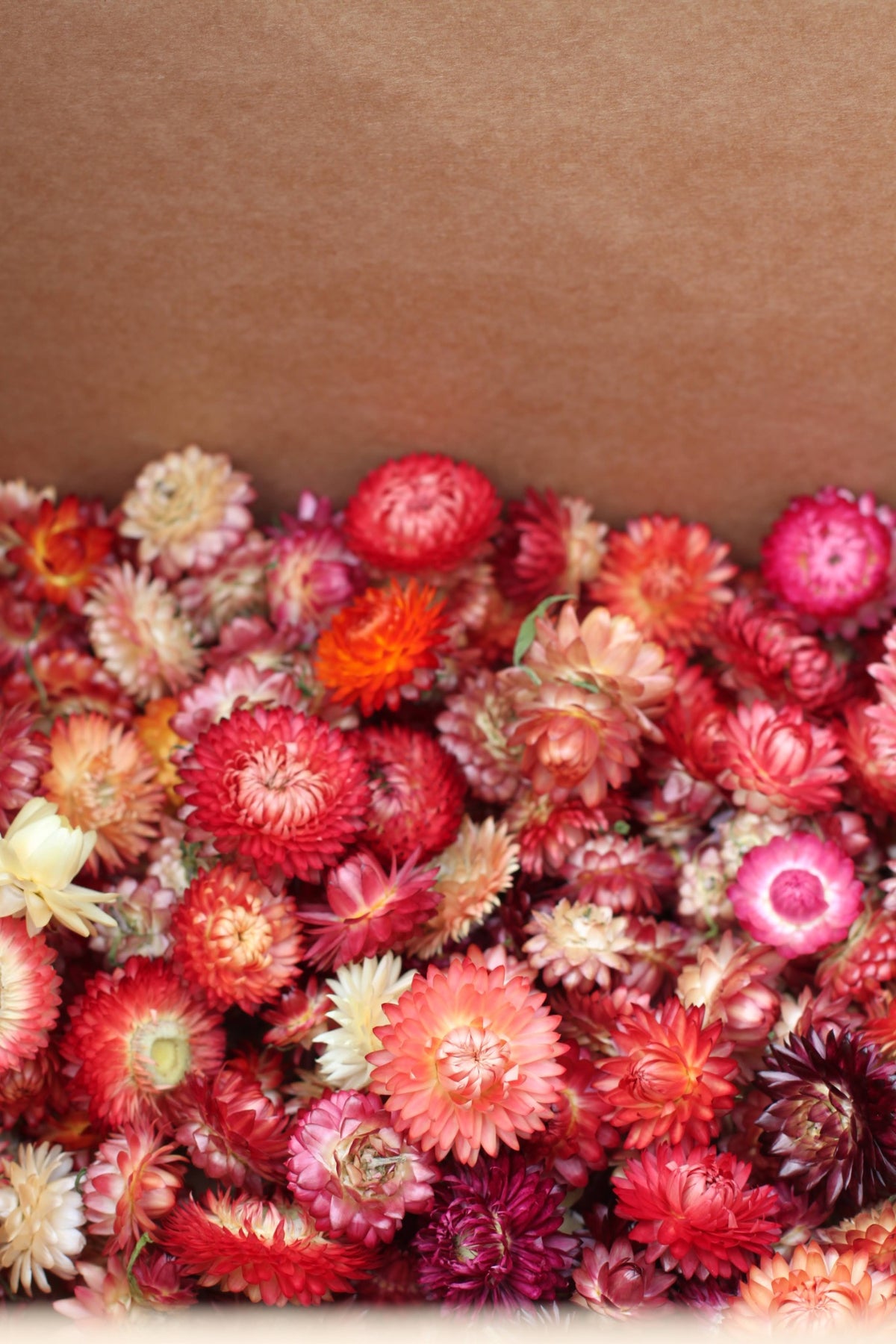 Løse tørkede høststråblomster i rosa oransje og rødt