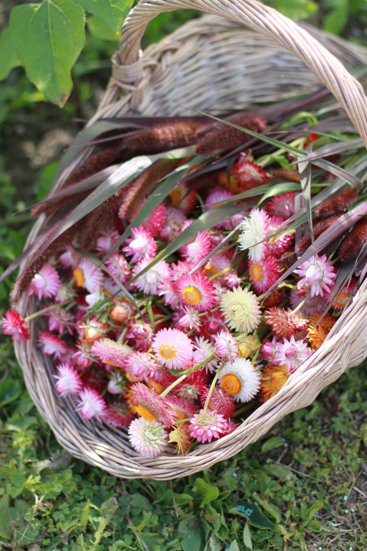 Tørket blomsterpynt – høststråblomst